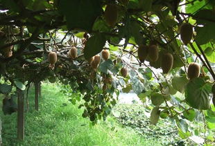适合种养结合的黄金树种之六 猕猴桃 