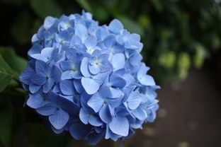 蓝色绣球花花语