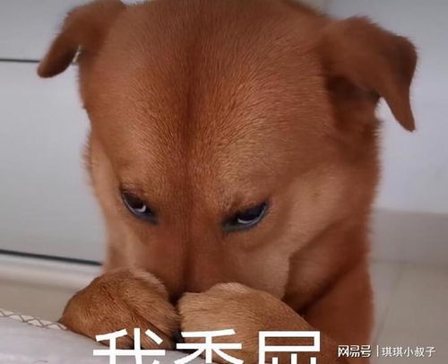 狗狗为什么刨被子