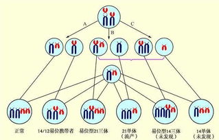 做试管婴儿想要一次成功,你一定要知道的3点 