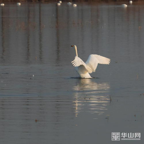 她的微信名、头像都是白天鹅