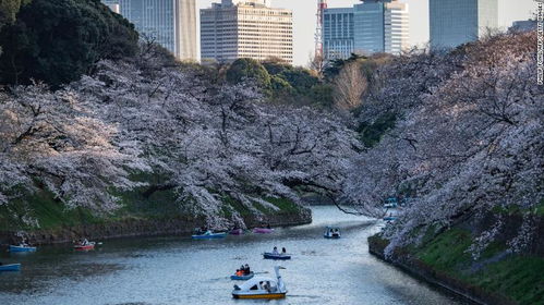 日本京都迎1200年来最早樱花季 科学家称因气候变暖所致