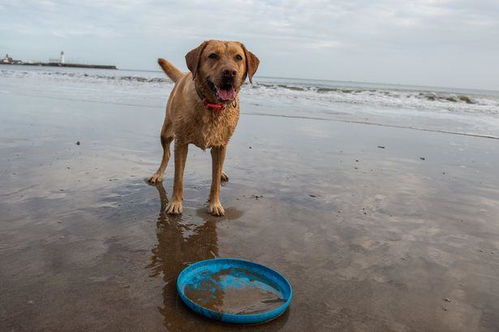 澳洲拉布拉多犬每天在海滩捡几百件垃圾,没喝过的饮料也不肯放过