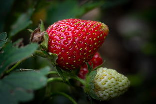 山地种植的水果蔬菜品种（山地蔬菜种植技术）