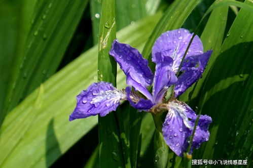 九月初,桃花弥漫,月老牵线,喜结良缘,和真爱相逢的四大星座 爱情 