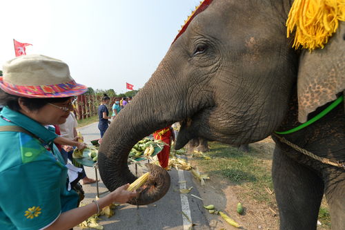国际 泰国庆祝大象日
