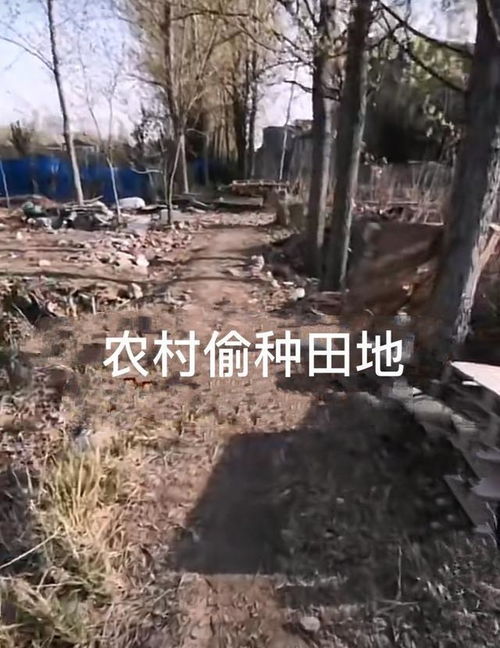 江苏 农村小伙在外打工,田地被人偷种两年, 忍还是不忍