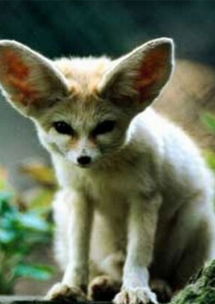 南非狐价格图片 南非狐的养殖饲养方法以及多少钱一只 爱宠网 