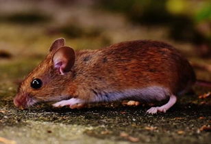 常见的老鼠是哺乳动物吗 一窝能生几只 它能活多少年 如何消灭