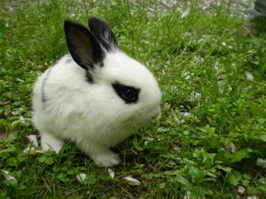 给我的兔子取个名吧 