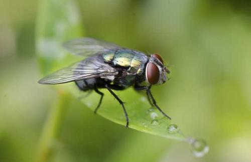 苍蝇的眼睛有什么特点 为什么是一格一格的 有什么做用吗 