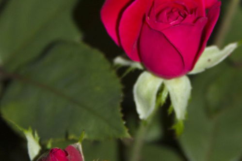 玫瑰花有哪些品种,什么品种玫瑰花最好？