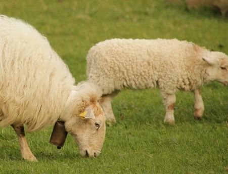 1967年55岁属羊人是什么命 在哪个年龄段开始享福