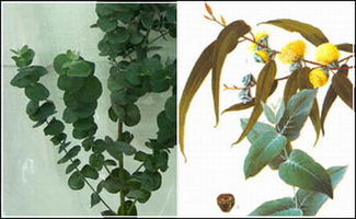 尤加利叶 Eucalyptus 米粒分享网 Mi6fx Com