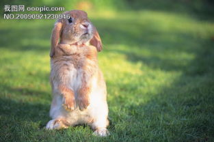 小动物宠物兔13图片素材 JPG格式 下载 大全 