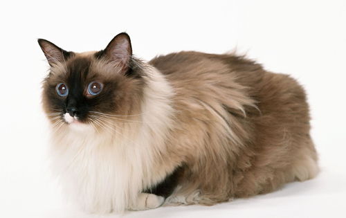 猫界贵族原来是它 难怪这种猫被称为王子 王妃,雍容华贵啊