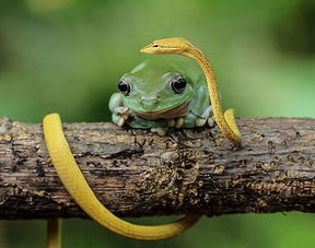 6张图告诉你青蛙才是最可爱的 神奇动物