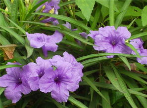 紫花翠芦莉图片 搜狗图片搜索