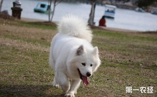 萨摩耶犬好养吗 萨摩耶犬的性格特点和训练方法