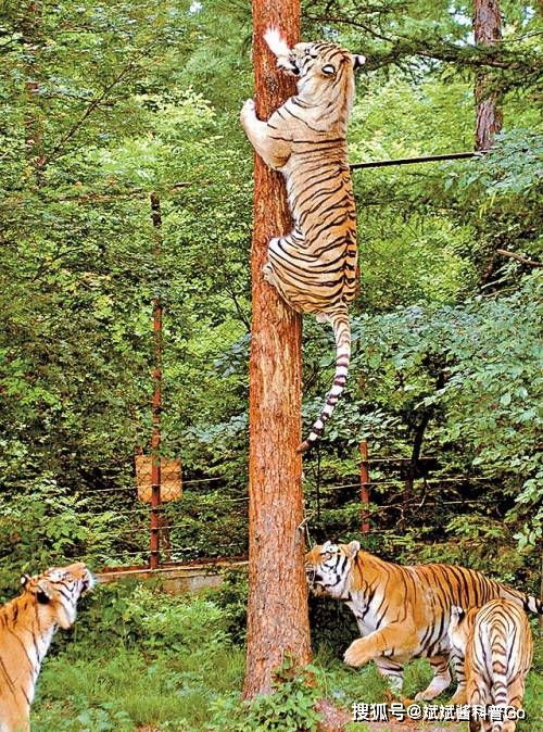 只有动物园的老虎会爬树 错了,野外的老虎爬树本领同样强