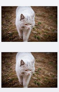 树猫图片素材 树猫图片素材下载 树猫背景素材 树猫模板下载 我图网 