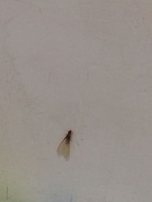 这个是什么虫子 下雨天 家里有5.6只 