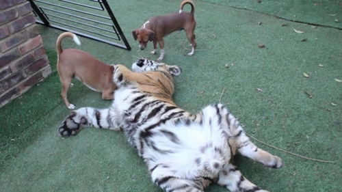 老虎正在发呆,突然被两只狗锁喉,镜头记录全过程 