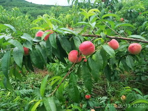 大圣,您最爱的桃子熟啦,小关人民请您 下凡 吃桃子呢