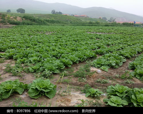 绿油油的菜地高清图片下载 红动网 