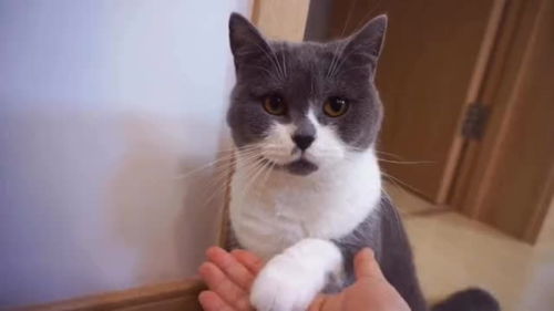 如何让猫咪在2分钟内快速学会握手 