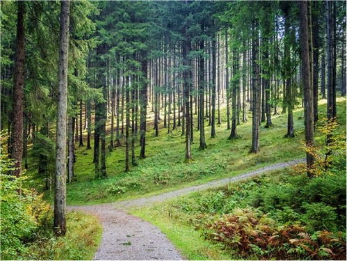 乔木还是灌木 林地还是野地 深圳蜜源植物调查参考指南