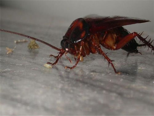 北京市寝室消杀治蚂蚁找哪家 除虫干净