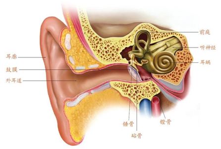 我的耳朵听不见了,怎么回事 我们是如何听见声音的