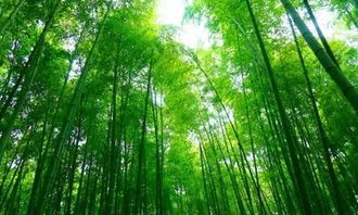 百科解答 竹子是树还是草