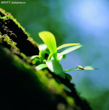 生命的力量0027 生命的力量图 自然风景图库 绿叶 土壤 青叶 