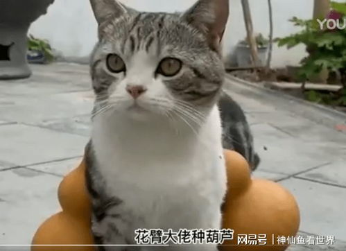 山东一只名字叫 叨乐 的猫,陪着主人装修农村小院走红