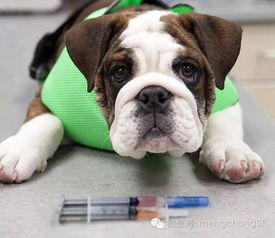 四联还是五联 细说给狗狗接种疫苗的那些事儿 