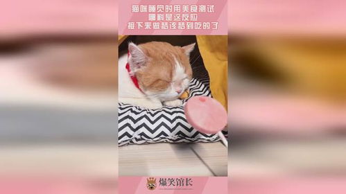 猫咪睡觉时用美食测试,哪料是这反应,接下来做梦该梦到吃的了