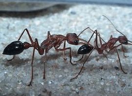 一郎档案 斗牛犬蚁 毒性最强的蚂蚁之一 斗牛犬蚁和行军蚁谁厉害