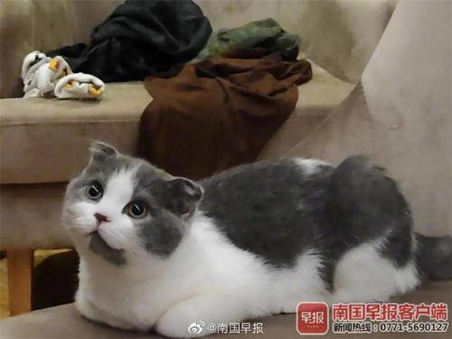 广西一学生在宿舍养猫被没收 学校 禁止养宠,已提前告知处理