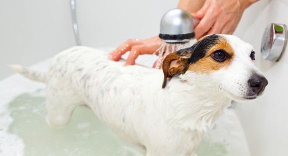 辟谣 狗狗可以频繁洗澡 反而会有皮肤病,告诉你多久洗一次狗