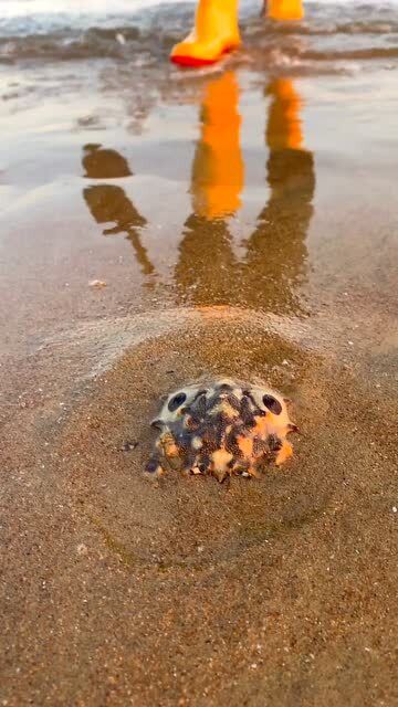 住在海边就是好,想吃海鲜自己找 