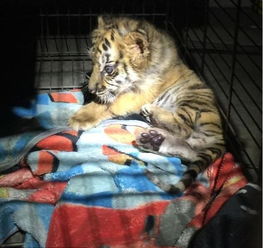 18岁男孩在墨西哥买老虎崽当宠物,回国后立马被捕