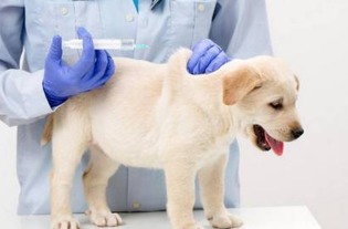 细小病毒治疗要多少钱,狗狗为什么会感染细小病毒 