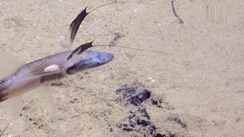 短头深海狗母鱼 Bathypterois grallator