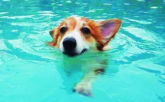 狗狗游泳有溺水风险