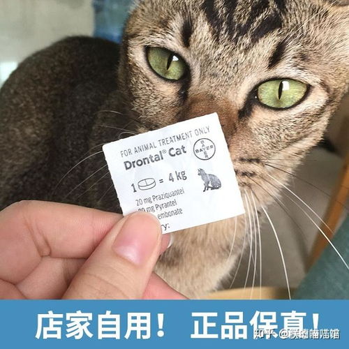 猫咪体内驱虫 全面篇 