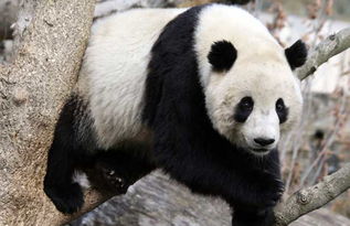 大熊猫的特点有哪些 