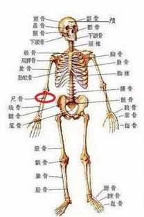 骨科手臂骨头名称 搜狗图片搜索