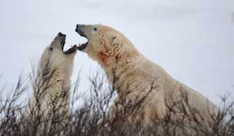 极地观北极熊摄影之旅 我的加拿大丘吉尔行